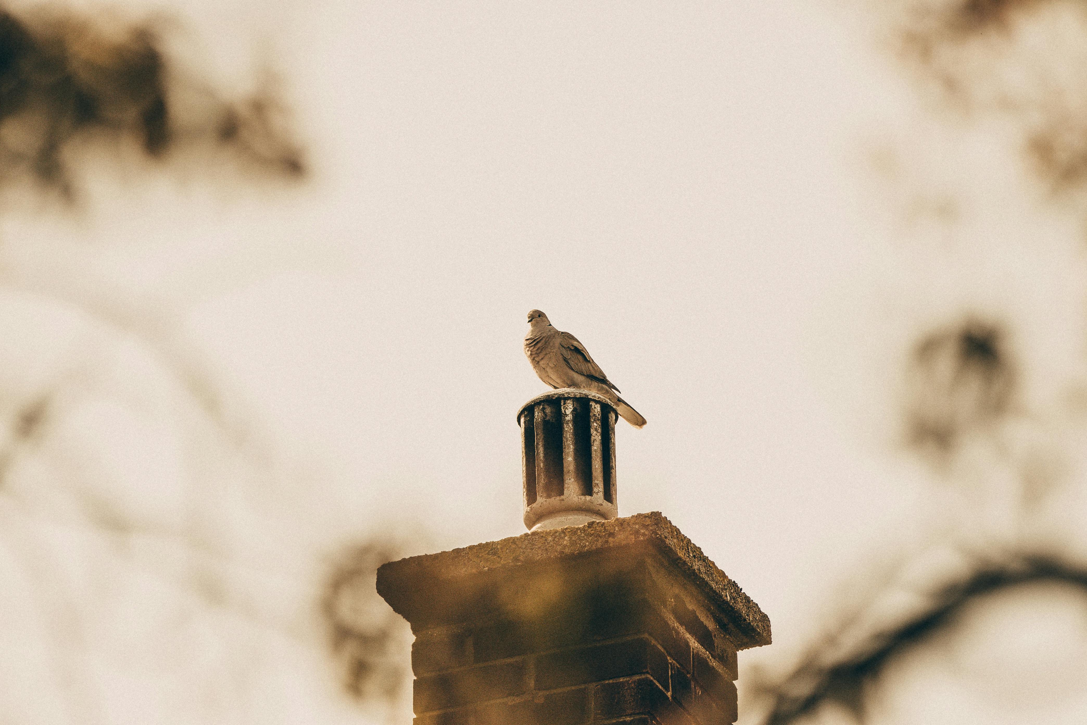 Professional Chimney Cap and Damper In Canton Michigan